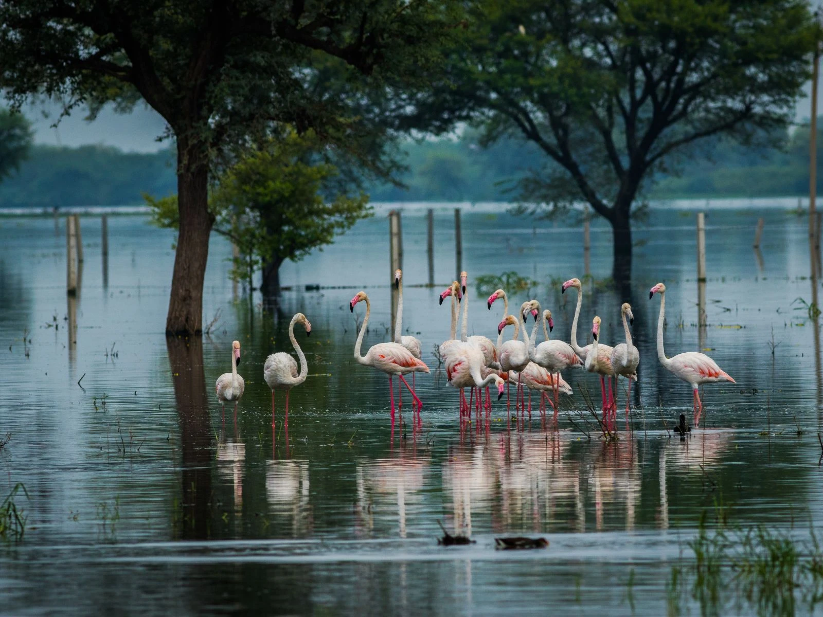 Birdlife of Rajasthan